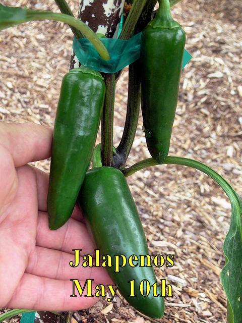 Jalapenos2_051017.jpg