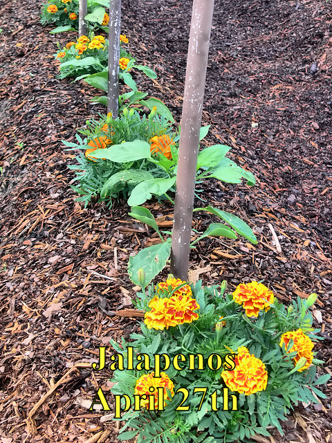 Jalapenos_042718.jpg