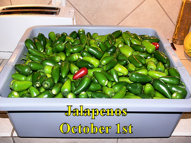 Jalapenos_100114.jpg