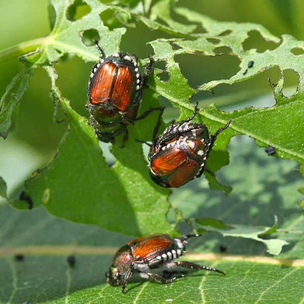 japanese-beetle-adults.jpg