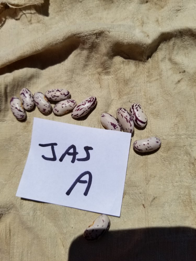 Jas First.jpg