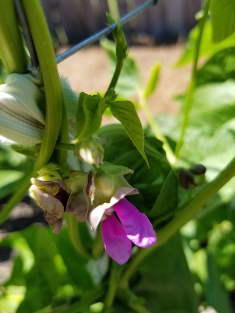Jas Flower.jpg