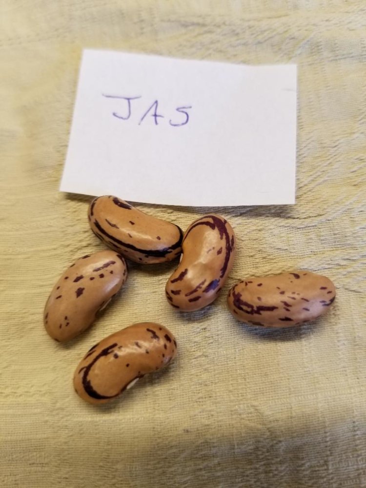 Jas.jpg