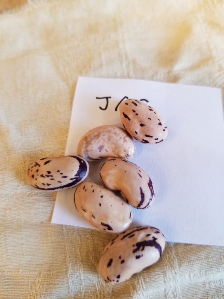 Jas.jpg