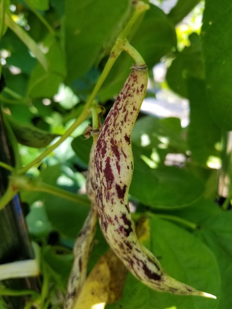 Jas Ripe Pod.jpg