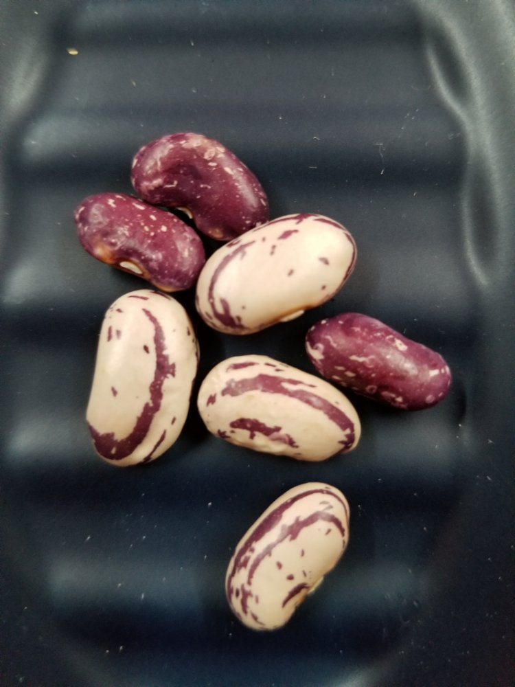 Jas Seeds.jpg
