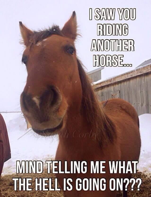 jealous horse.jpg