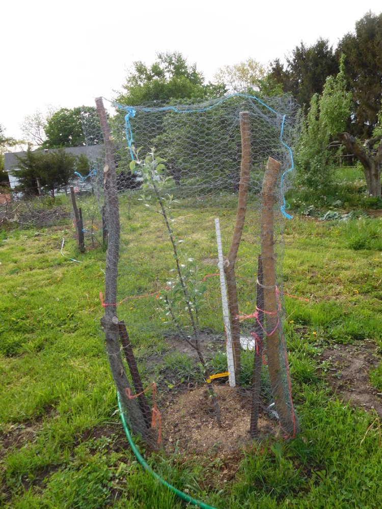 Johnagold apple trees caged, #1.jpg