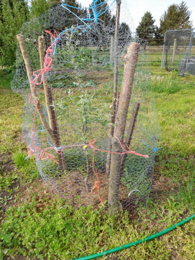 Johnagold apple trees caged, #2.jpg