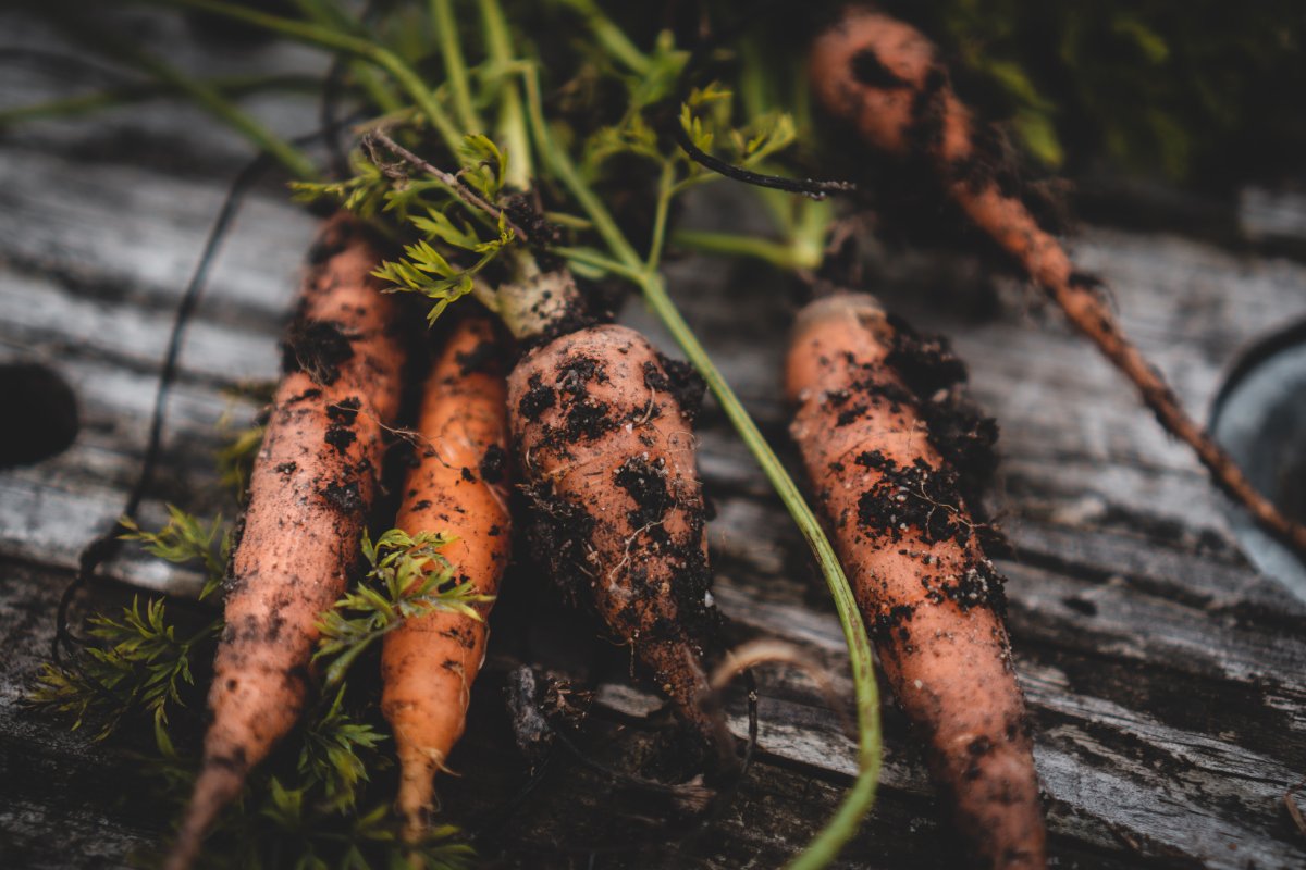 The 10 Easiest Vegetables to Grow In Your Garden From Seeds