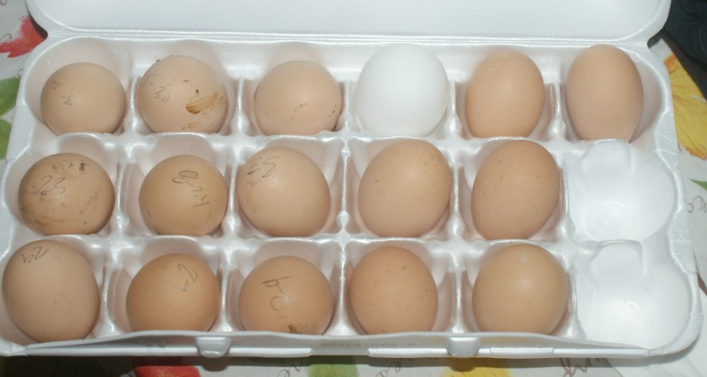 josh\'s eggs.JPG