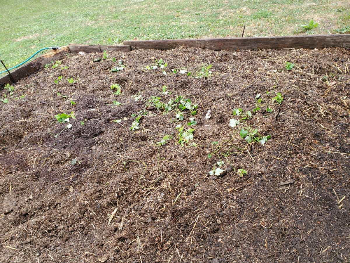 July 2, 2022  sweet potato vines #3.jpg