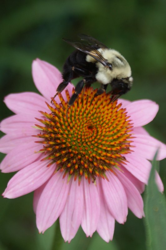 july flowers 027.JPG