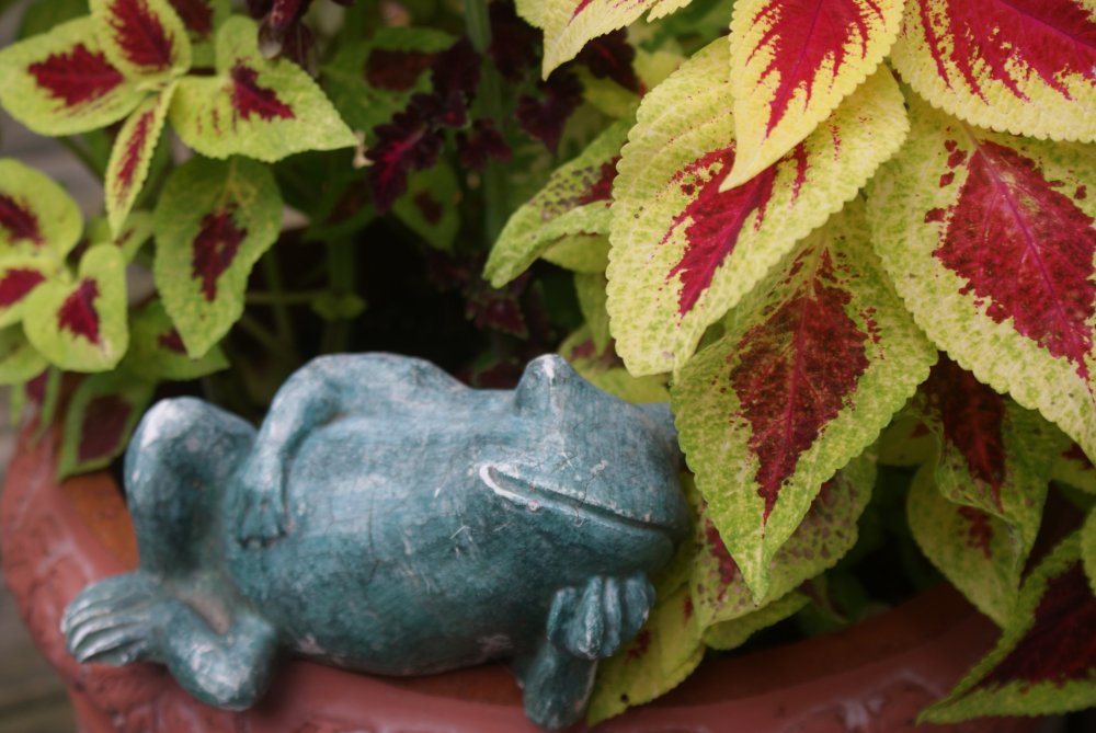 july flowers 043.JPG