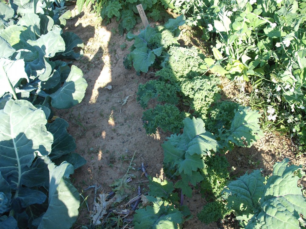 Kale.JPG