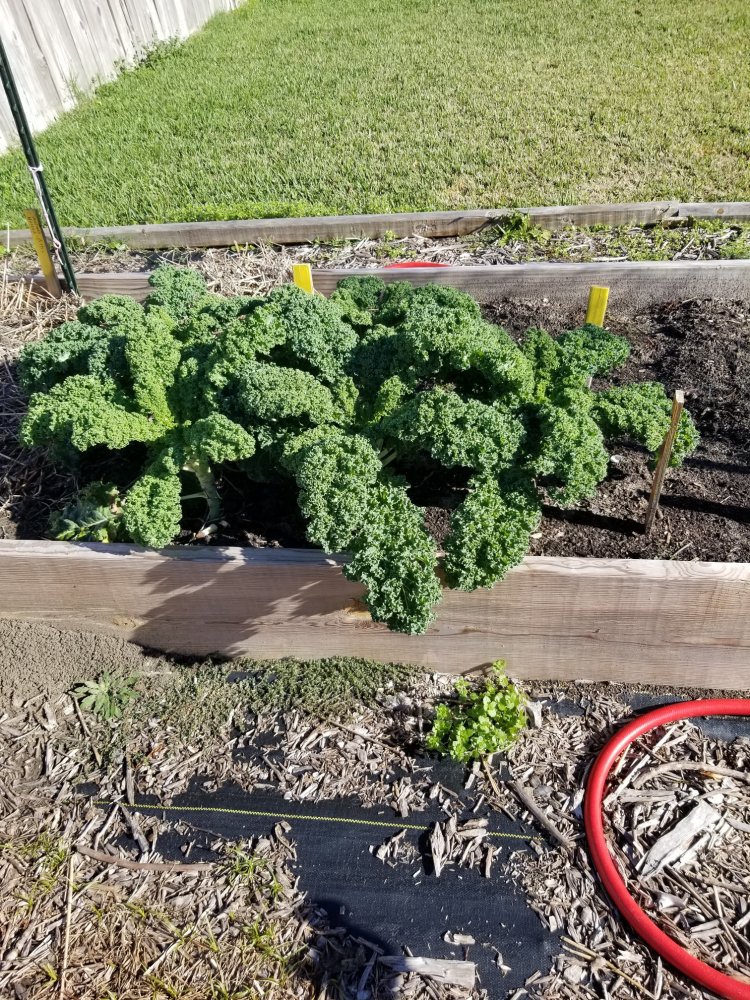 Kale.jpg