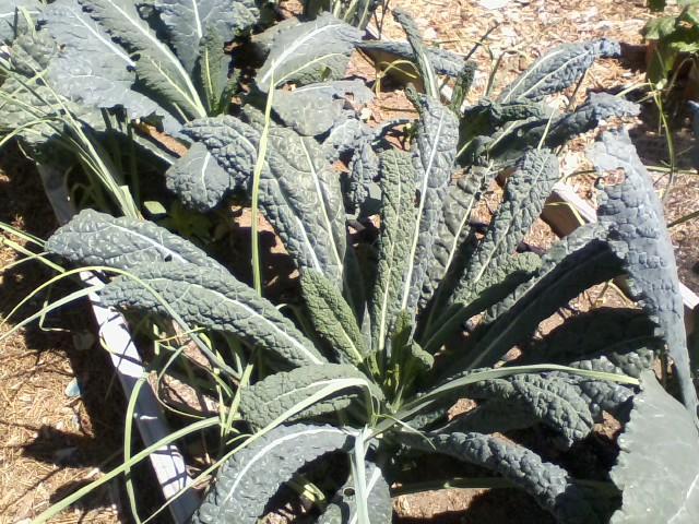 kale.jpg