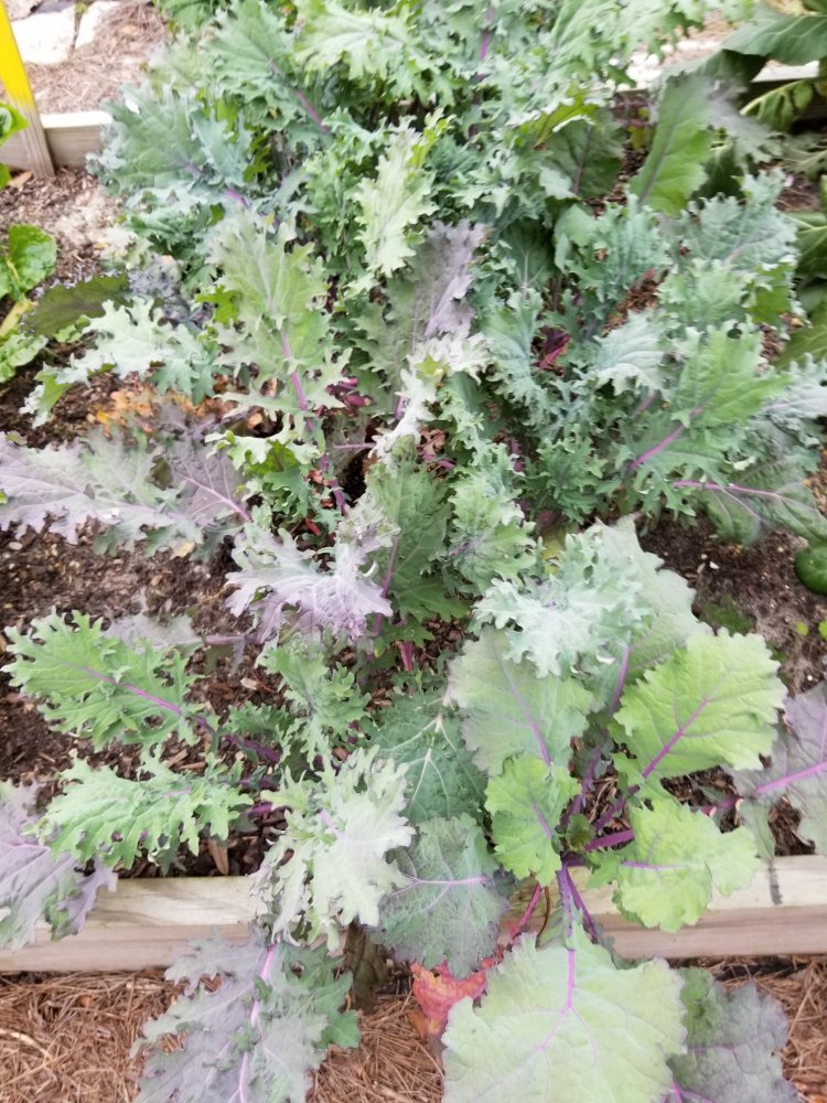 Kale.jpg