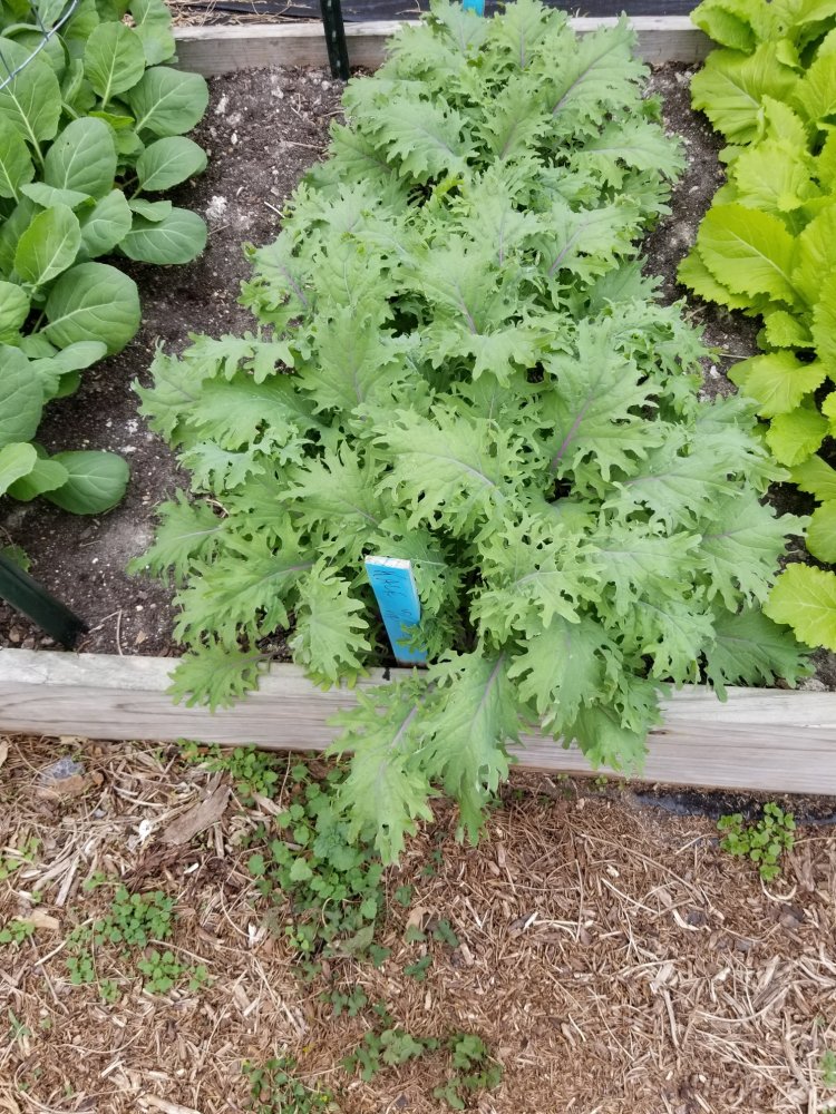 Kale.jpg