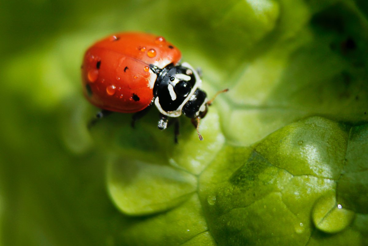 Greenhouse Pest Control