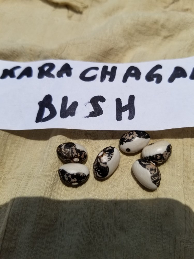 Kara Bush.jpg