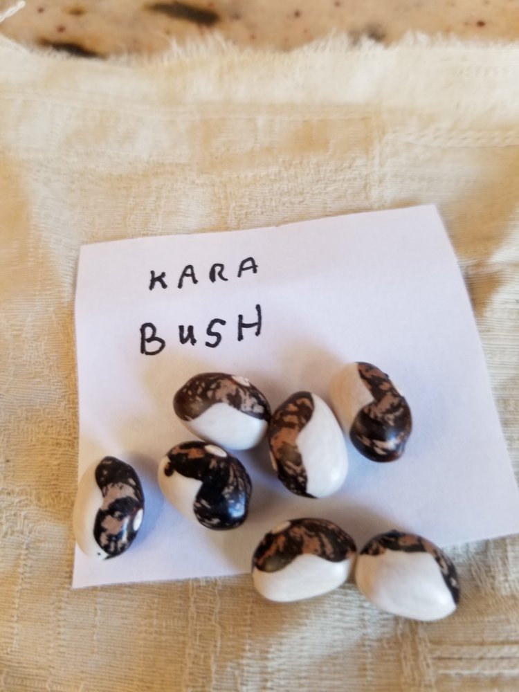 Kara Bush.jpg