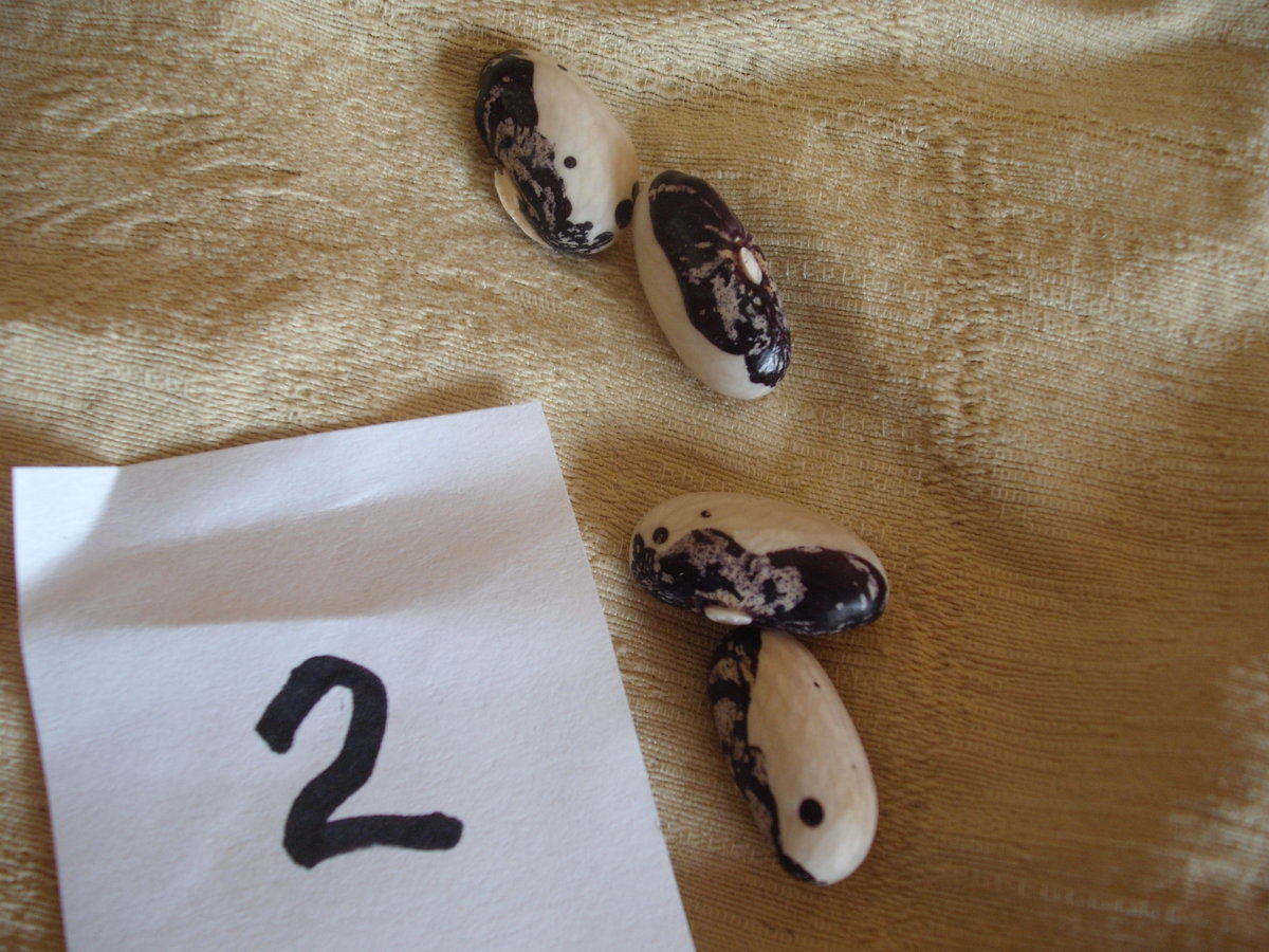 Karachaganak 2 Bean.JPG