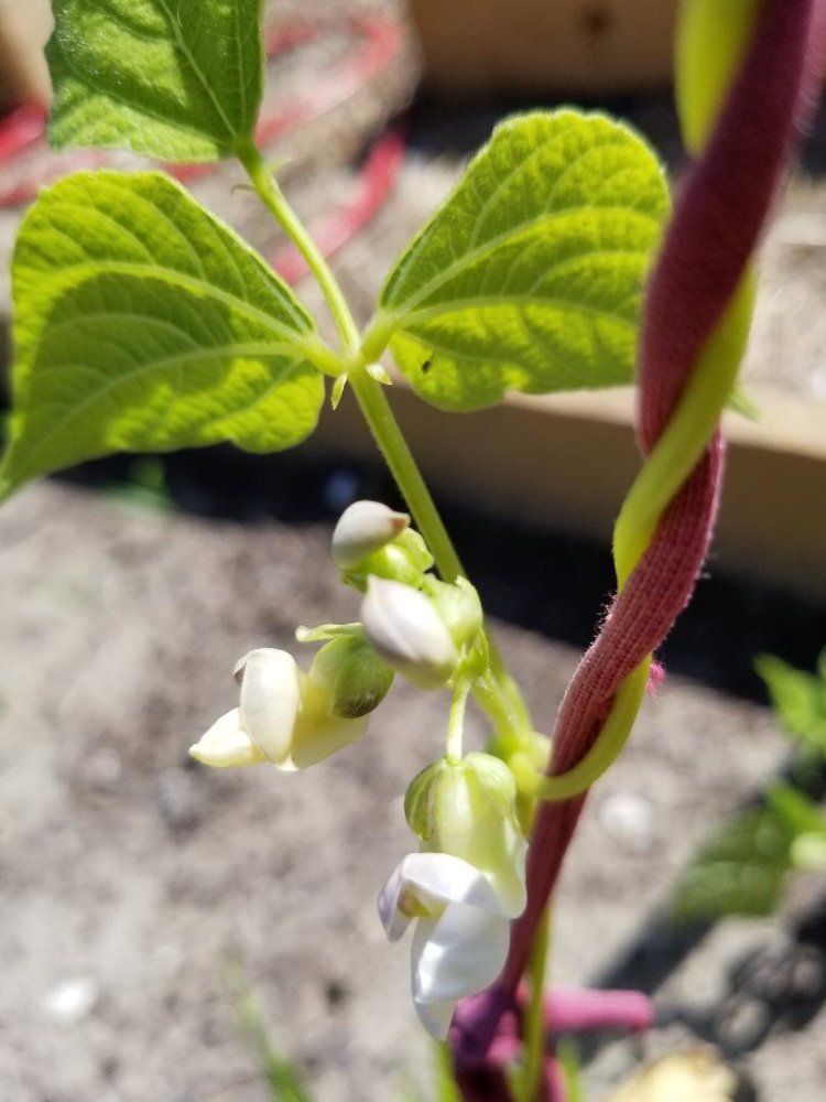 Karachaganak Bloom Y & W.jpg