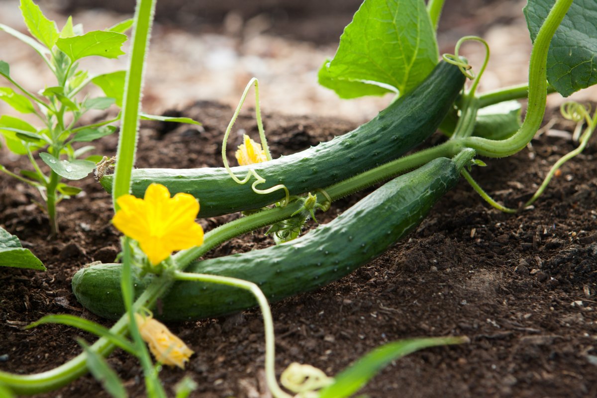 The 10 Easiest Vegetables to Grow In Your Garden From Seeds