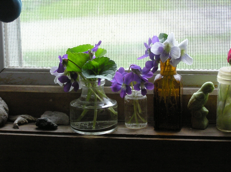 KitchenWindowViolets7May2016.JPG