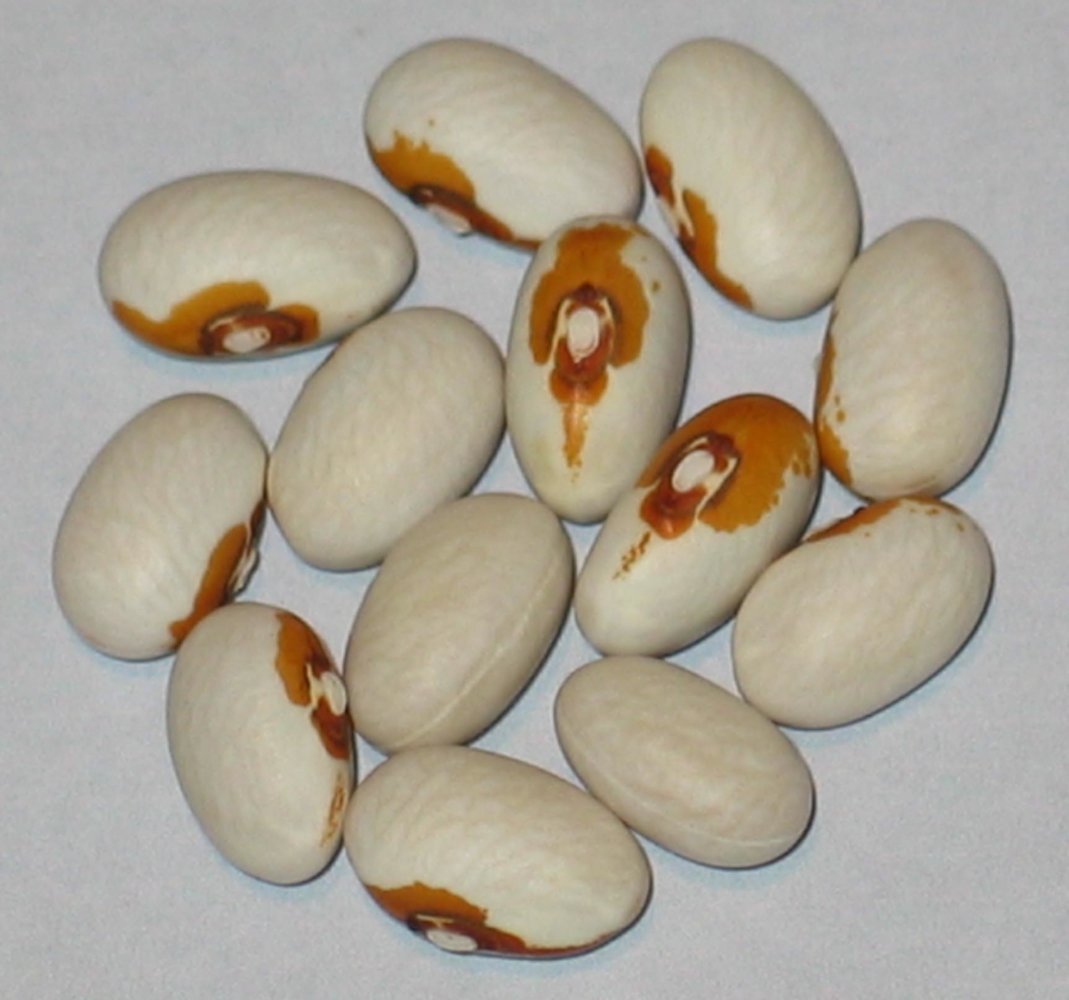 Knepley's Forty Bushel.jpg