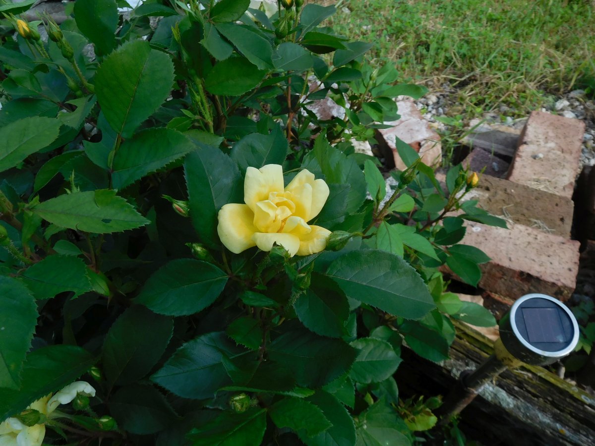 Knockout yellow rose, 06-01-19.jpg