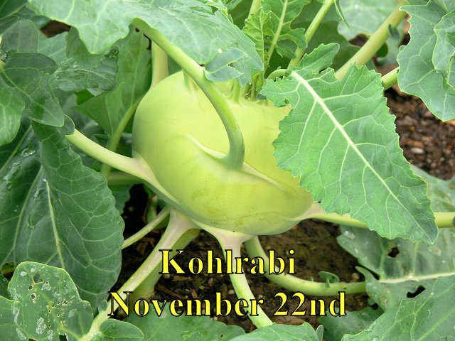 Kohlrabi_112214.jpg