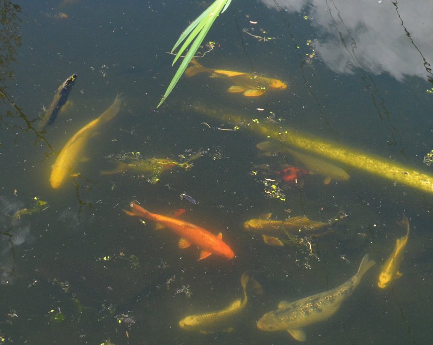 koi.jpeg