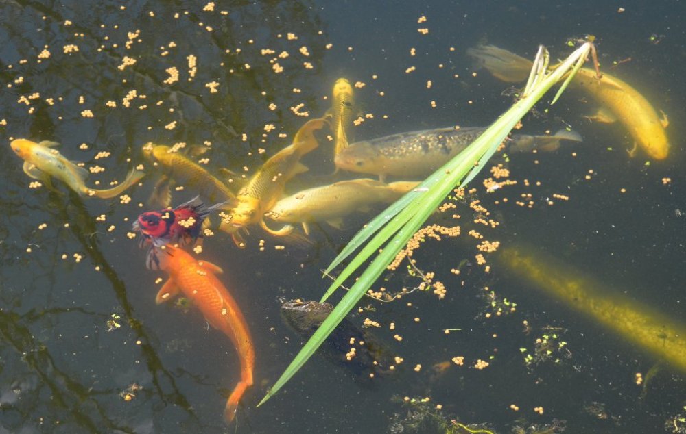 koi2.jpeg