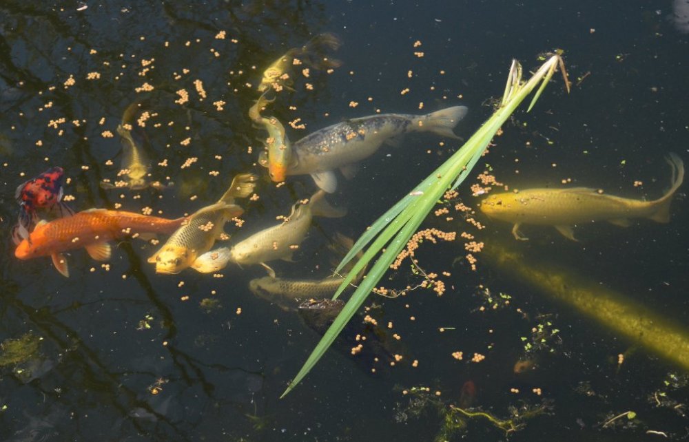 koi3.jpeg
