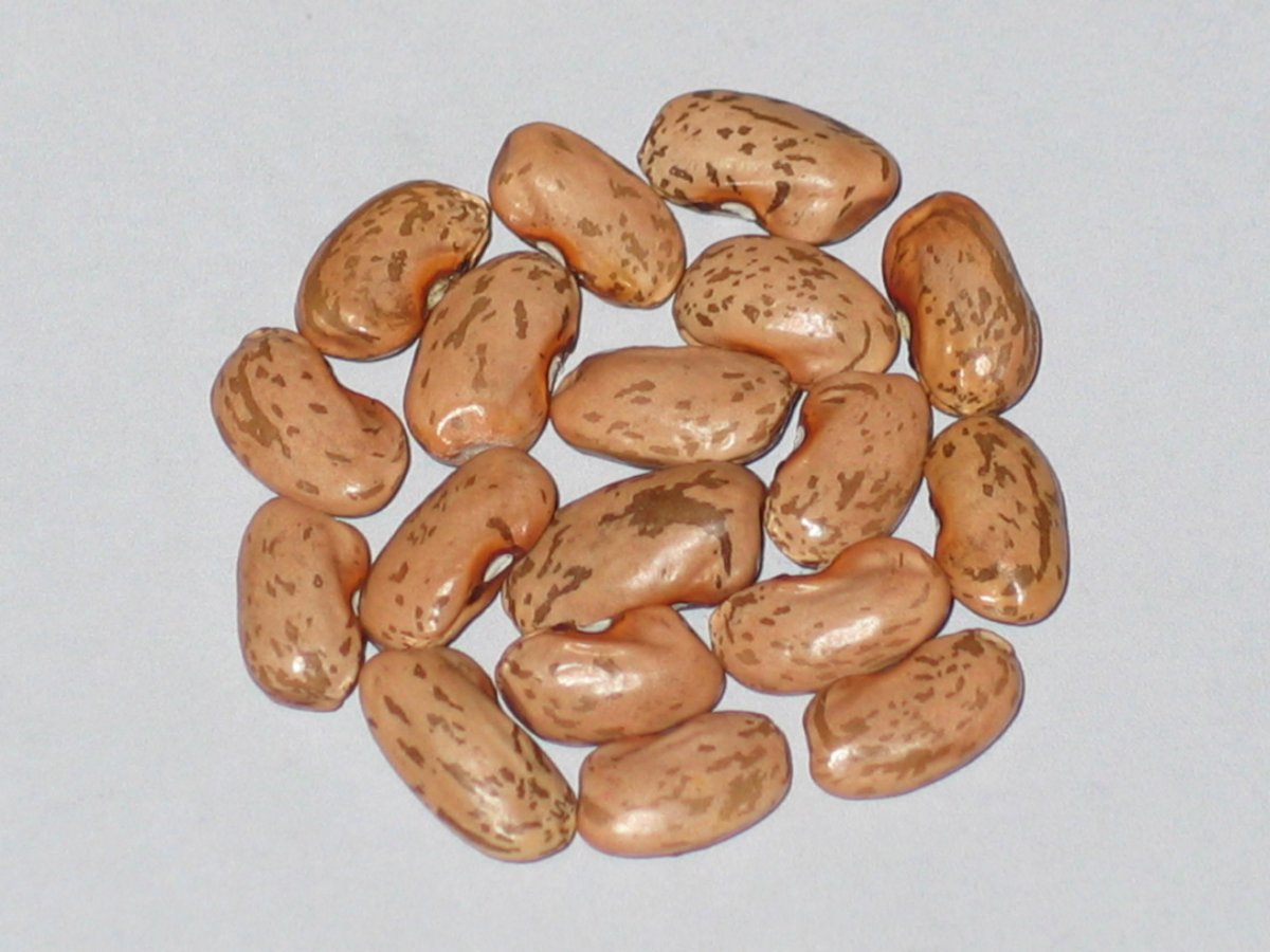 Koronis Giant Pinto #9.JPG