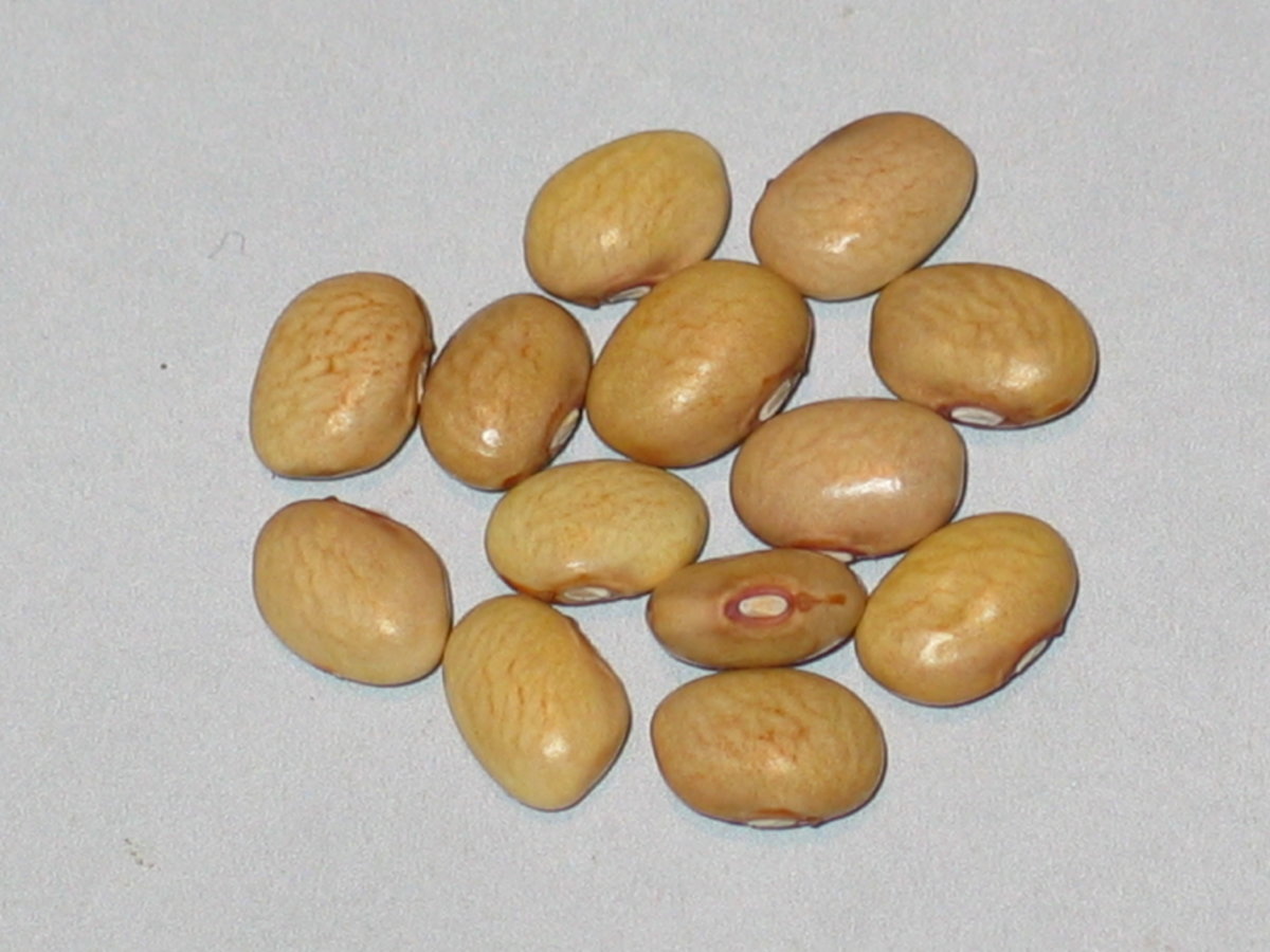 Koronis Golden Navy #1.jpg
