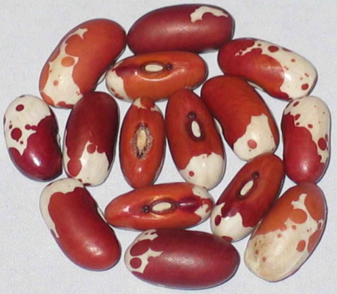 koronis little red trout.jpg