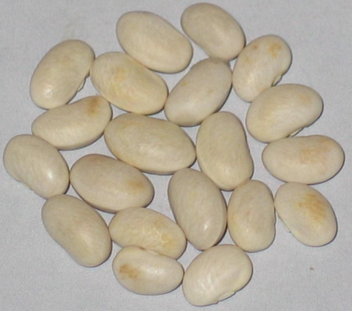 koronis little white.jpg