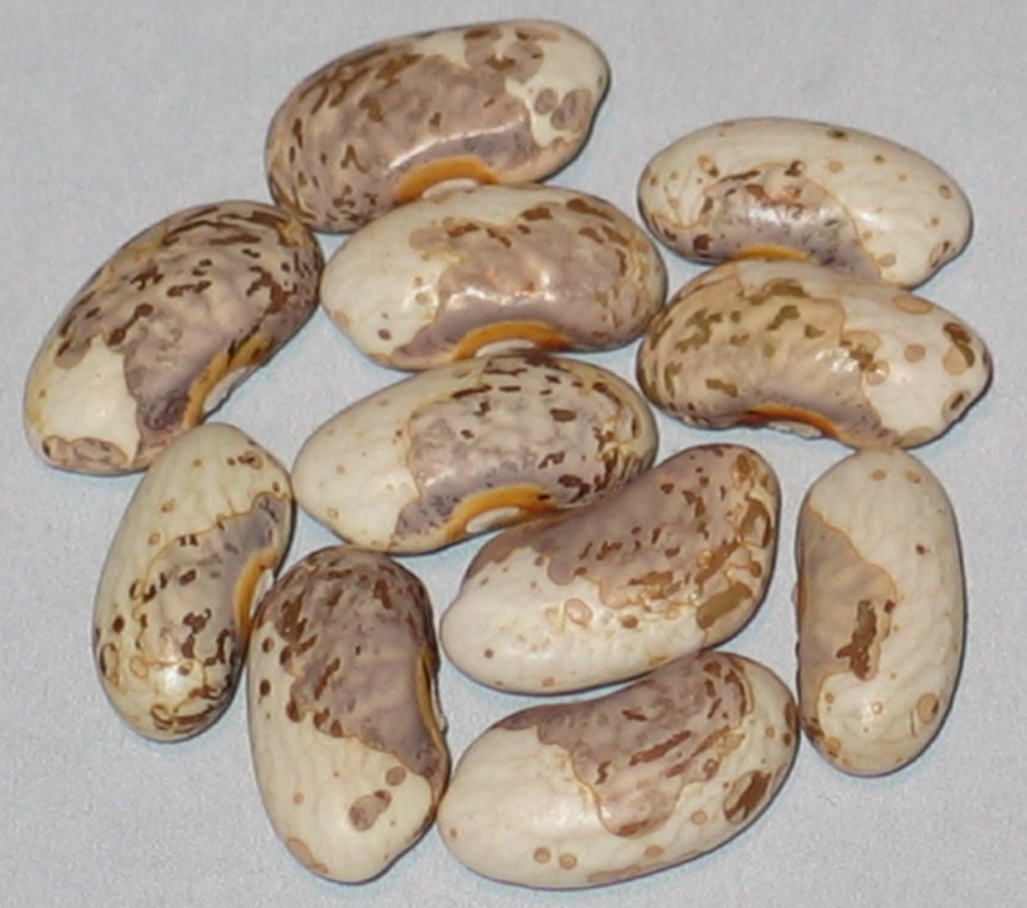 Koronis Pinto Trout.jpg
