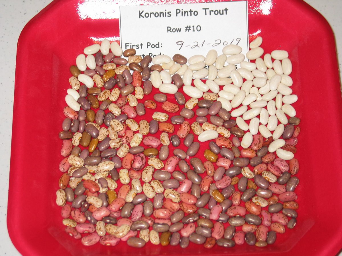 Koronis Pinto Trout Tray 2019 - 4.50.JPG