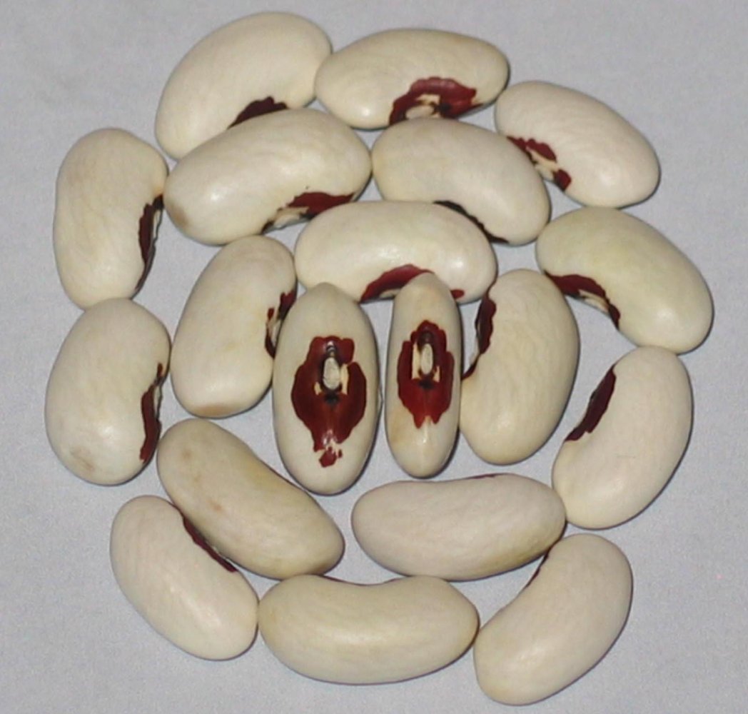 koronis red eye.jpg