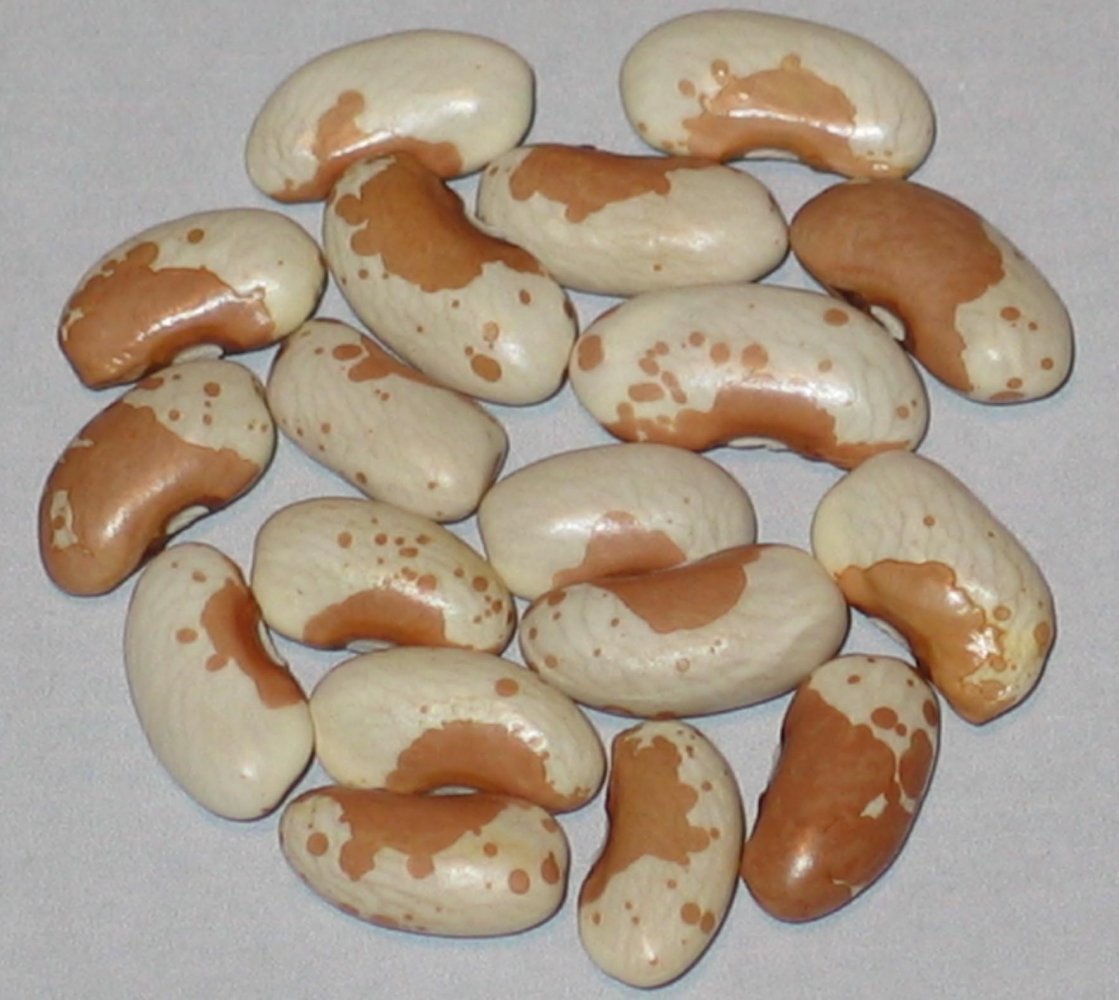 Koronis Tan Trout-2001.jpg