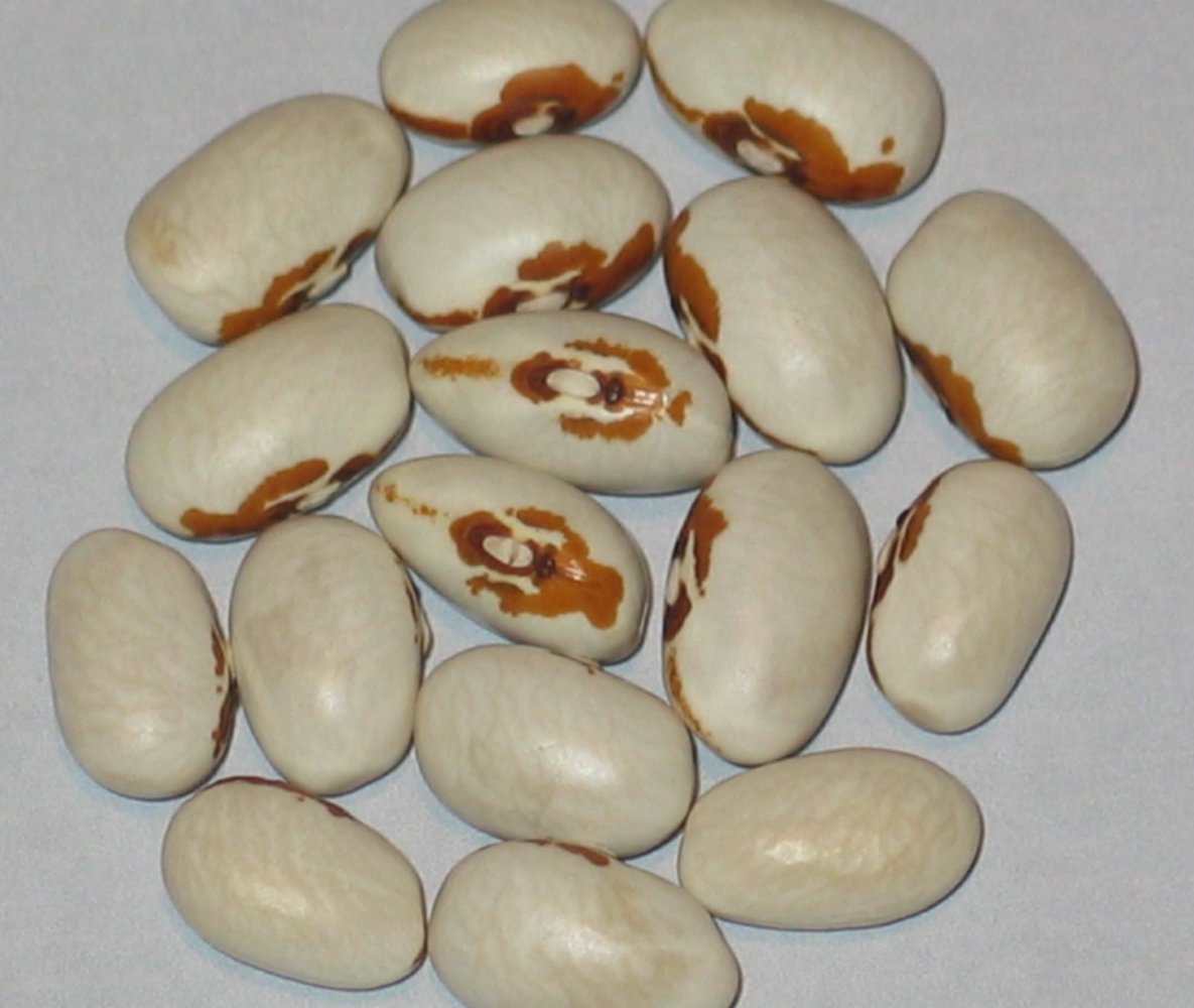 Koronis Yellow Eye.jpg