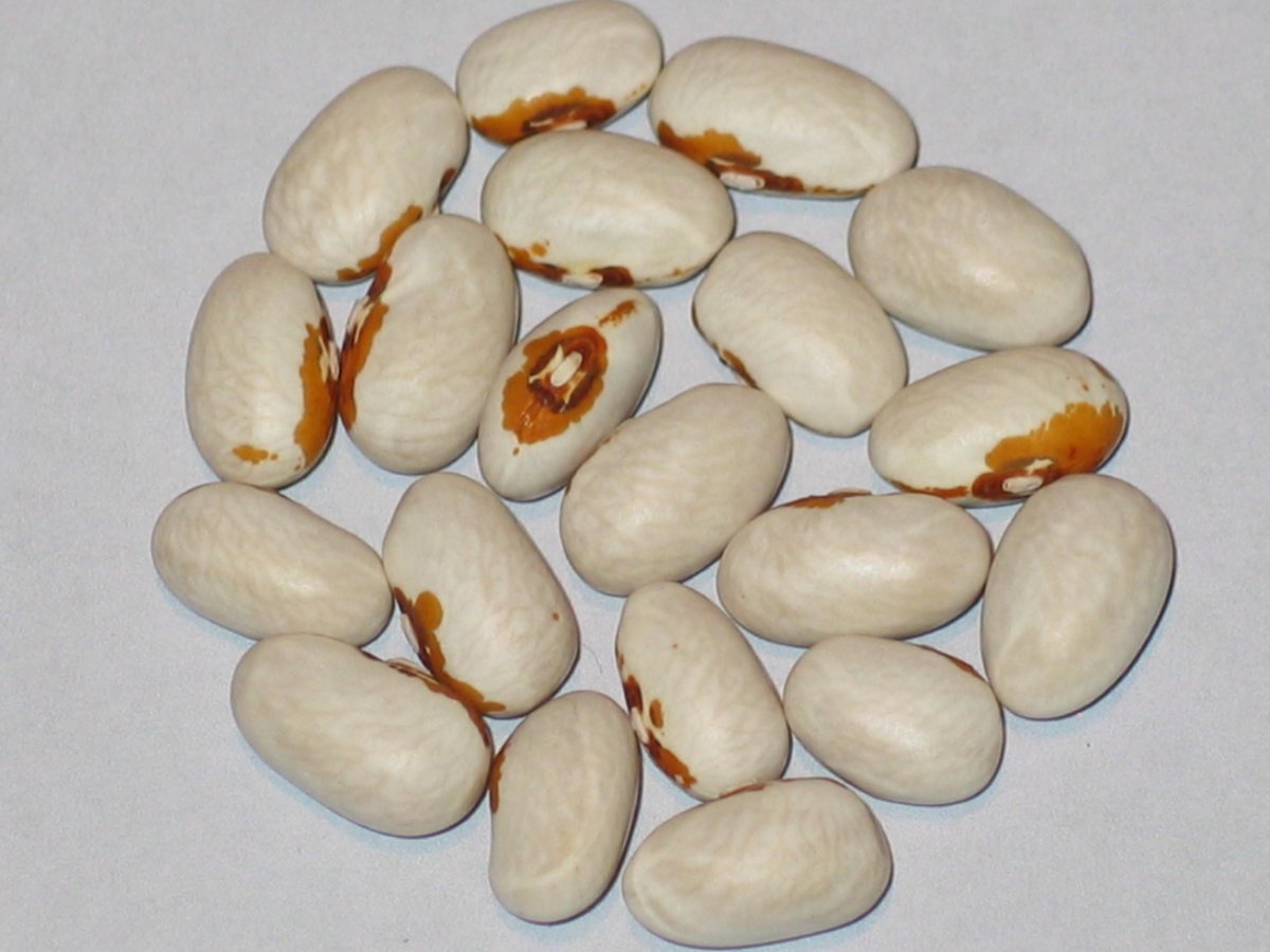 Koronis Yellow Eye.JPG