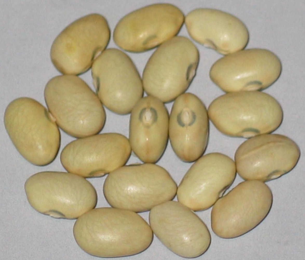 koronis yellow.jpg