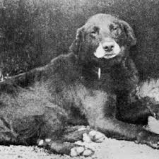 labrador ancestor.jpg