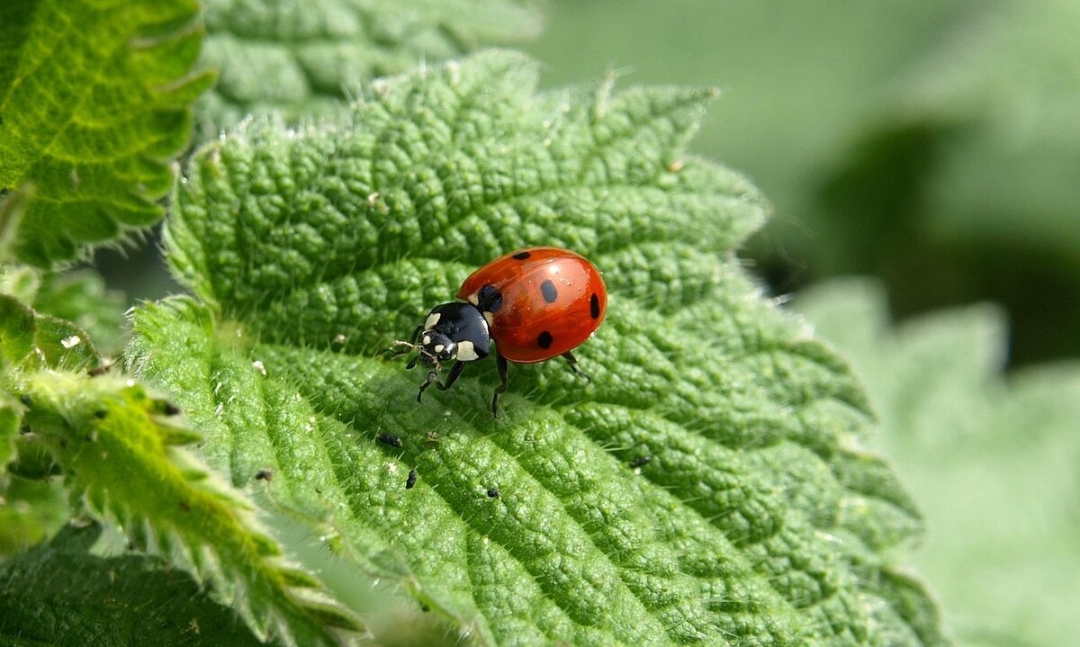 ladybug-349456_1280.jpg