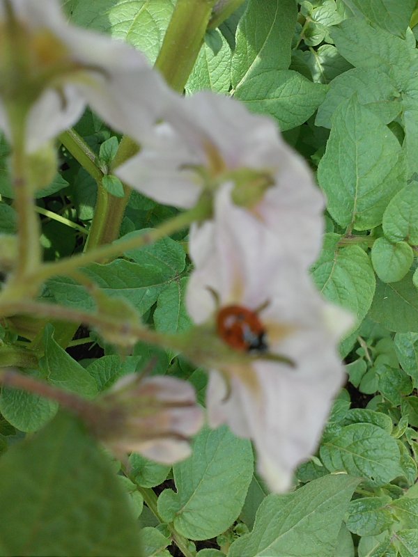 Ladybug on potato plants.jpg